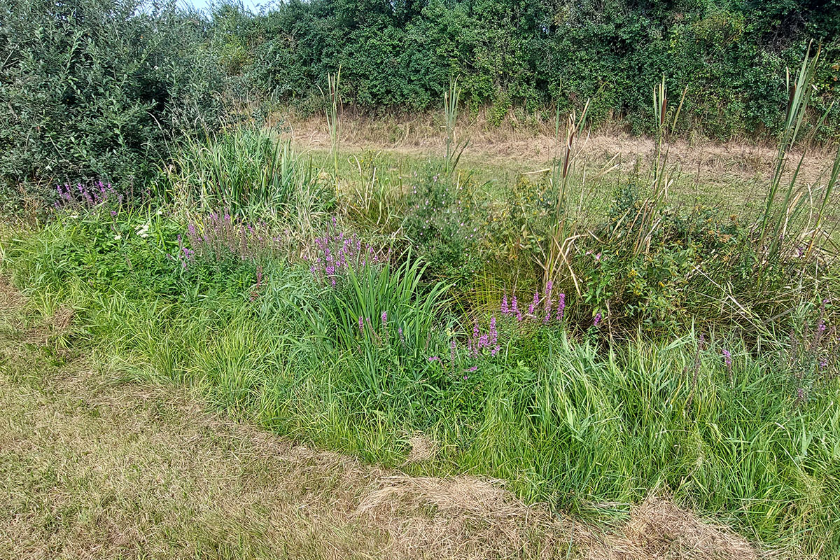 Eine Wiese